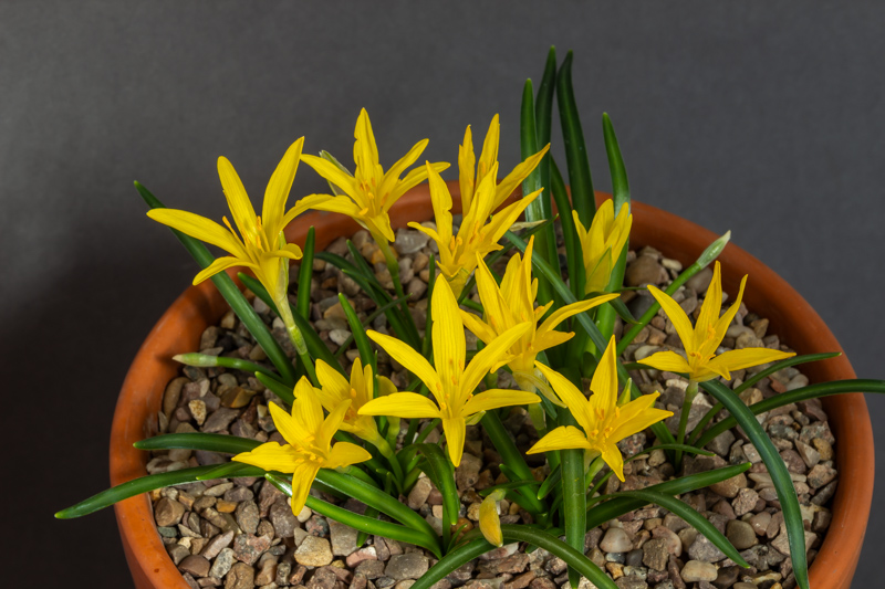 Sternbergia greuteriana KV866 exhibited by Don Peace