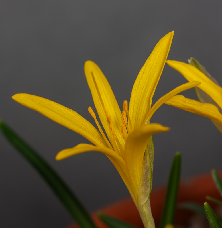 Sternbergia greuteriana KV866 exhibited by Don Peace