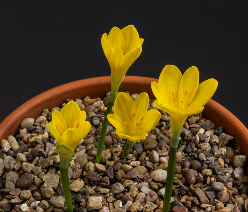 Sternbergia species ex Iran exhibited by Don Peace