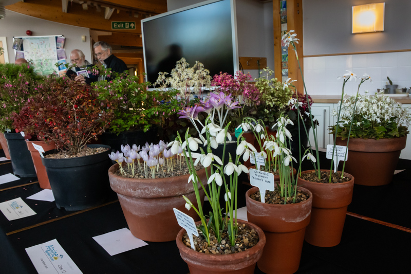 three large pans of bulbous plants exhibited by Anne Wright