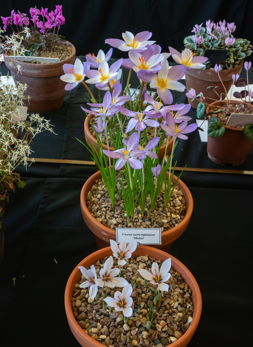 three small pans of Crocus exhibited by Don Peace