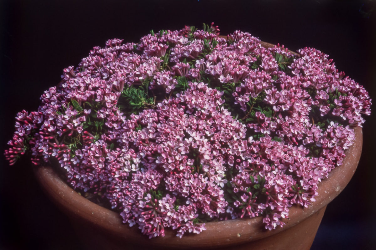 Daphne cneorum pygmaea exhibited by Nigel Fuller at the Main Spring show in 1997