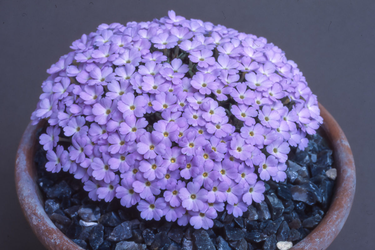 Dionysia archibaldii exhibited by Nigel Fuller at Early Spring Show 1996