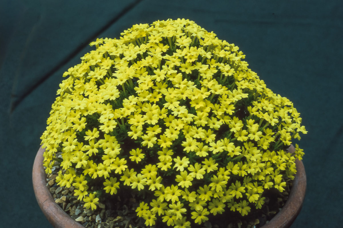 Dionysia revoluta subsp revoluta exhibited by Nigel Fuller at the Main Spring Show in Westminster in 1992