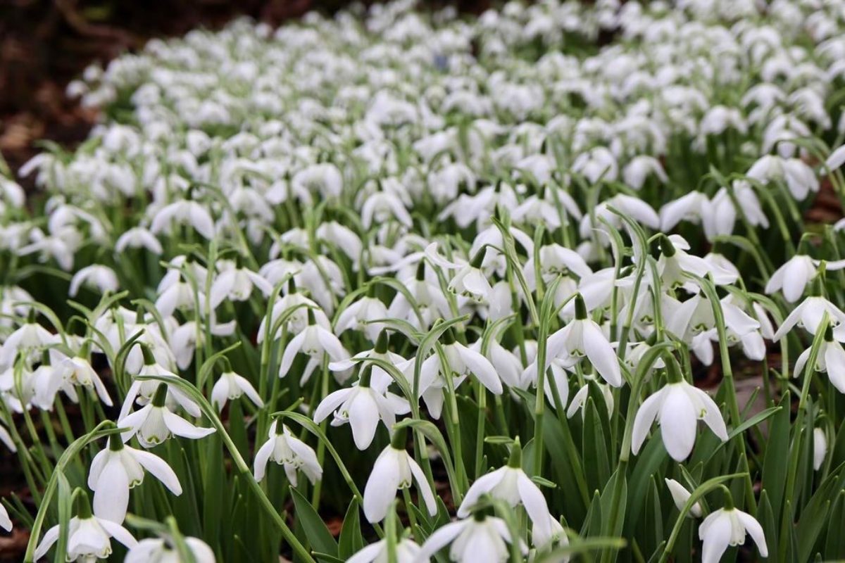 Galanthus 'Lady Beatrix Stanley on the rock garden at RBGE