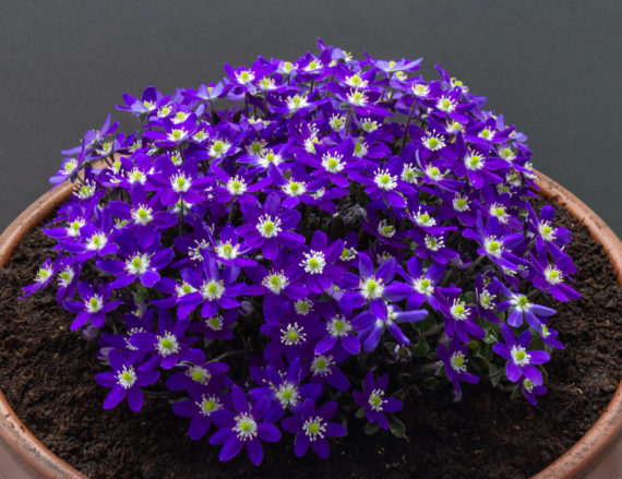 Hepatica japonica Anstonian exhibited by Chris Lilley