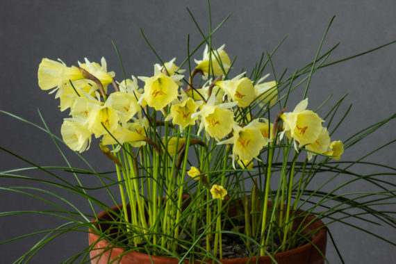 Narcissus bulbocodium subsp tenuifolius ex SB185 exhibited by Bob & Rannveig Wallis