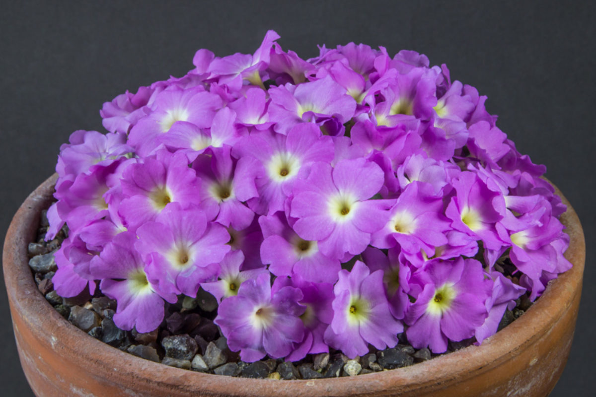 Primula allionii Tamara exhibited by Nigel Fuller at the AGS Early Spring Show 2019