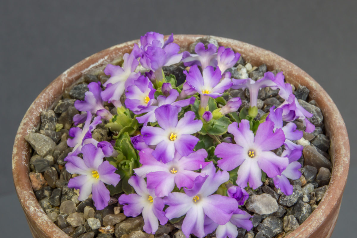 Primula hybrid Freddie exhibited by Nigel Fuller at the AGS Kent Show in 2018