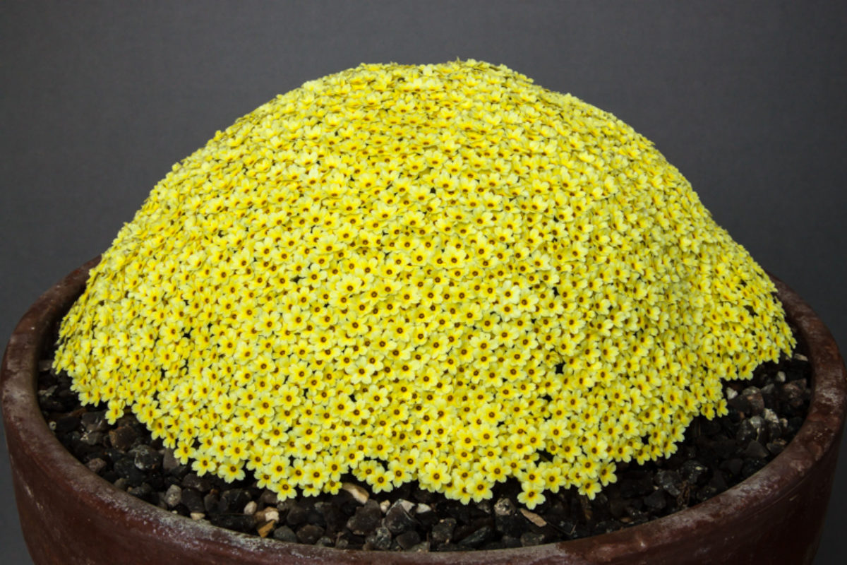 Dionysia Monika exhibited by at AGS Harlow Show in 2011