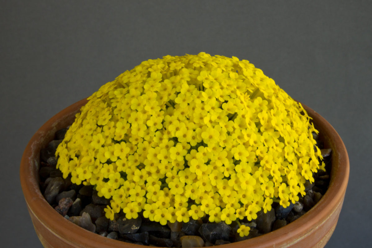 Dionysia khuzistanica exhibited by Nigel Fuller at the AGS Kent Show 2014