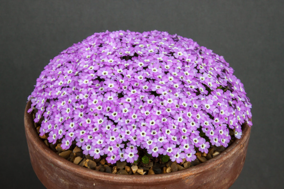Dionysia microphylla hybrid ENF-MK9725/1 (exhibited by Paul and Gill Ranson) at AGS South West Show in 2011