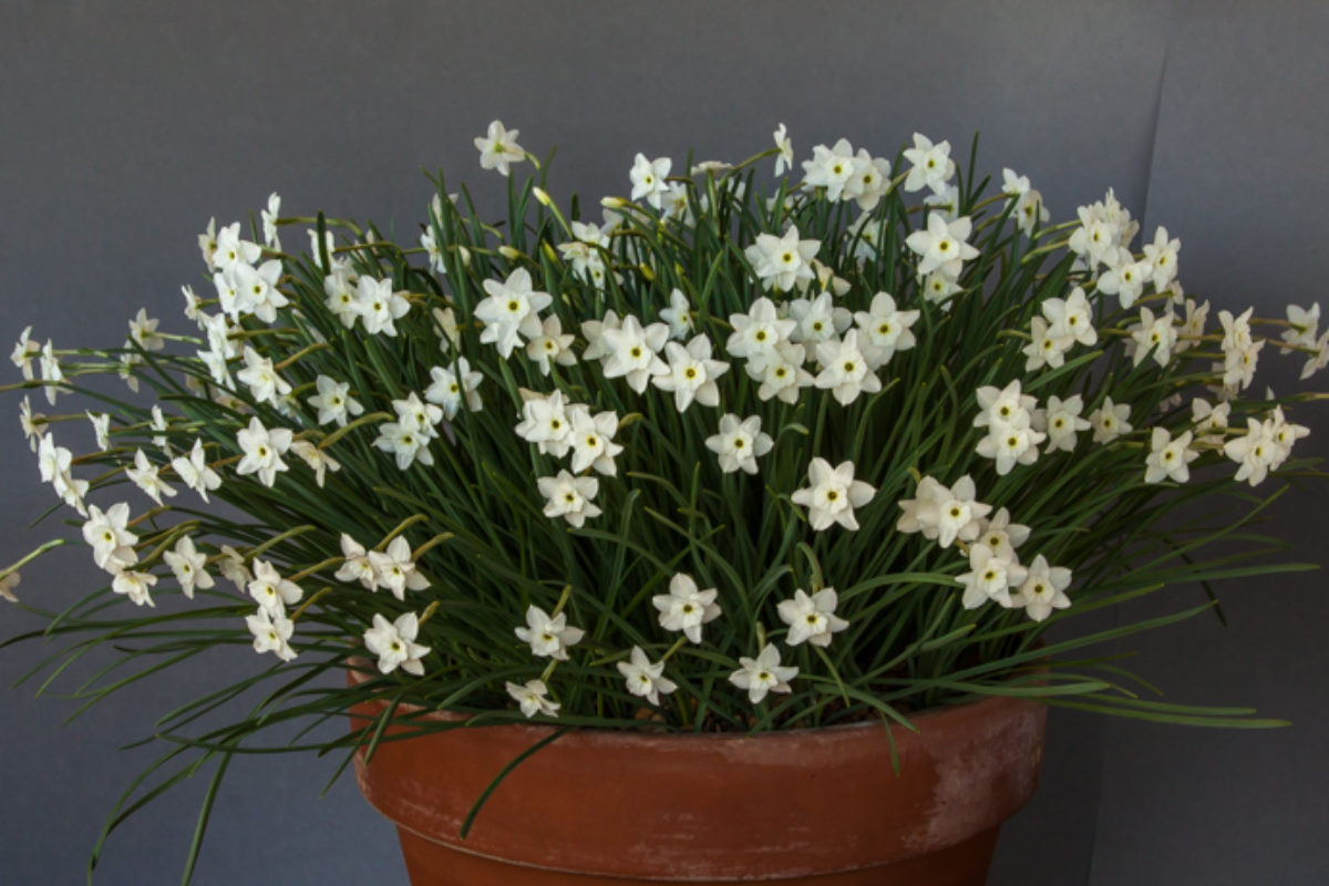 Narcissus watieri exhibited by Nigel Fuller at the AGS Kent Show in 2011