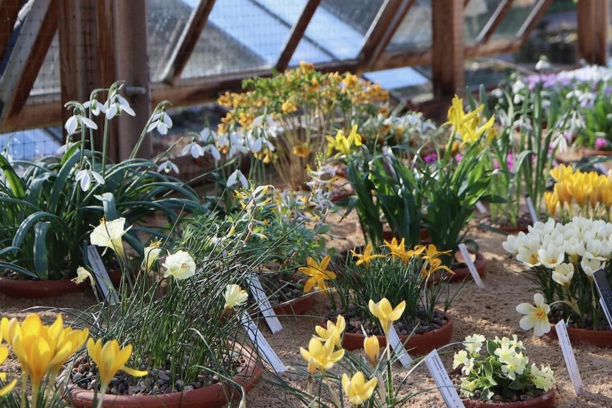 Bulbs in the alpine display house at RBGE