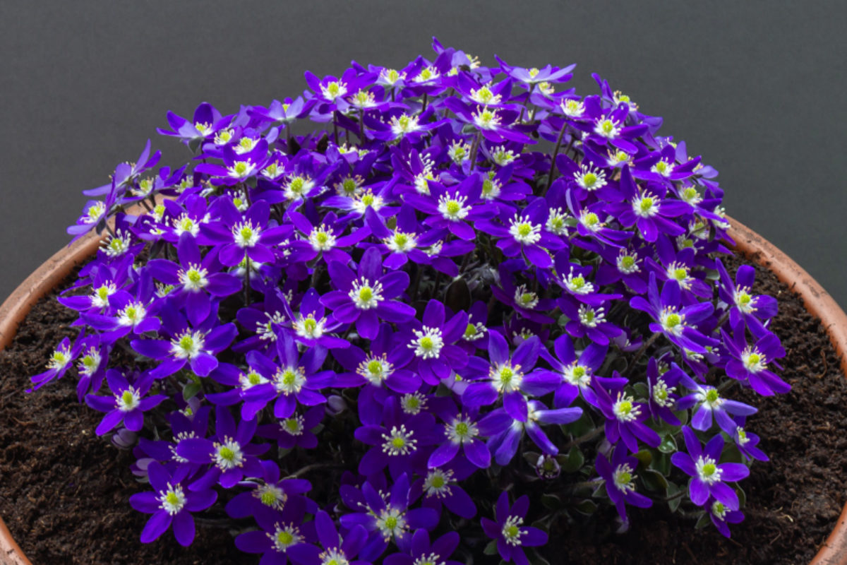 Hepatica japonica 'Anstonian' exhibited by Chris Lilley