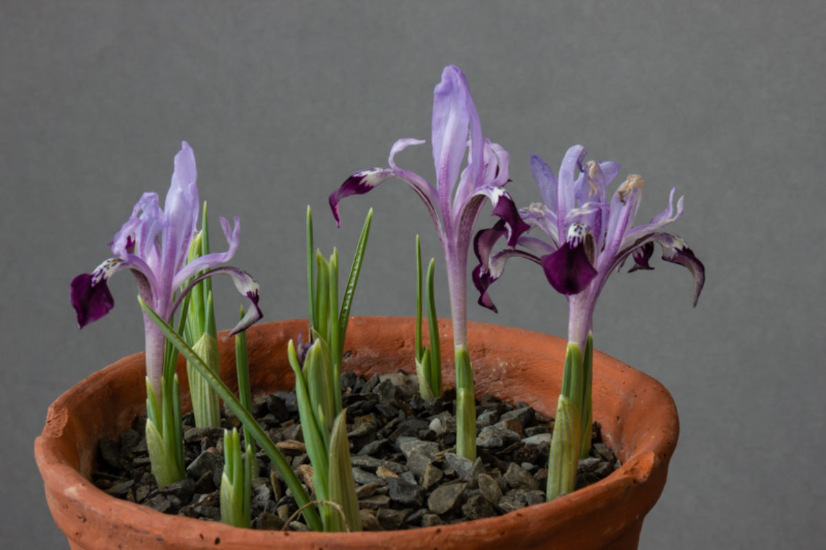Iris kolpakowskiana exhibited by Bob & Rannveig Wallis