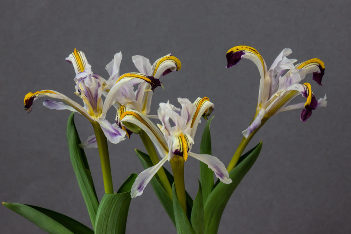 Iris rosenbachiana exhibited by George Elder