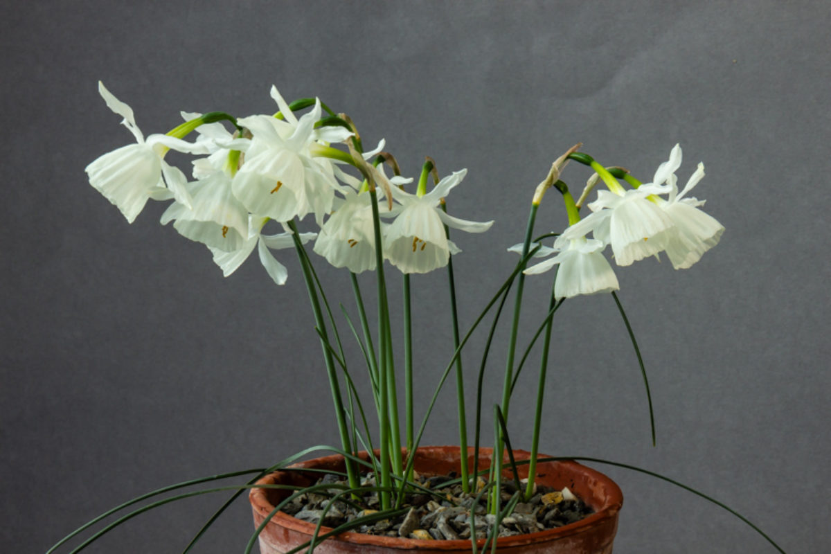 Narcissus 'Eira' exhibited by Bob & Rannveig Wallis