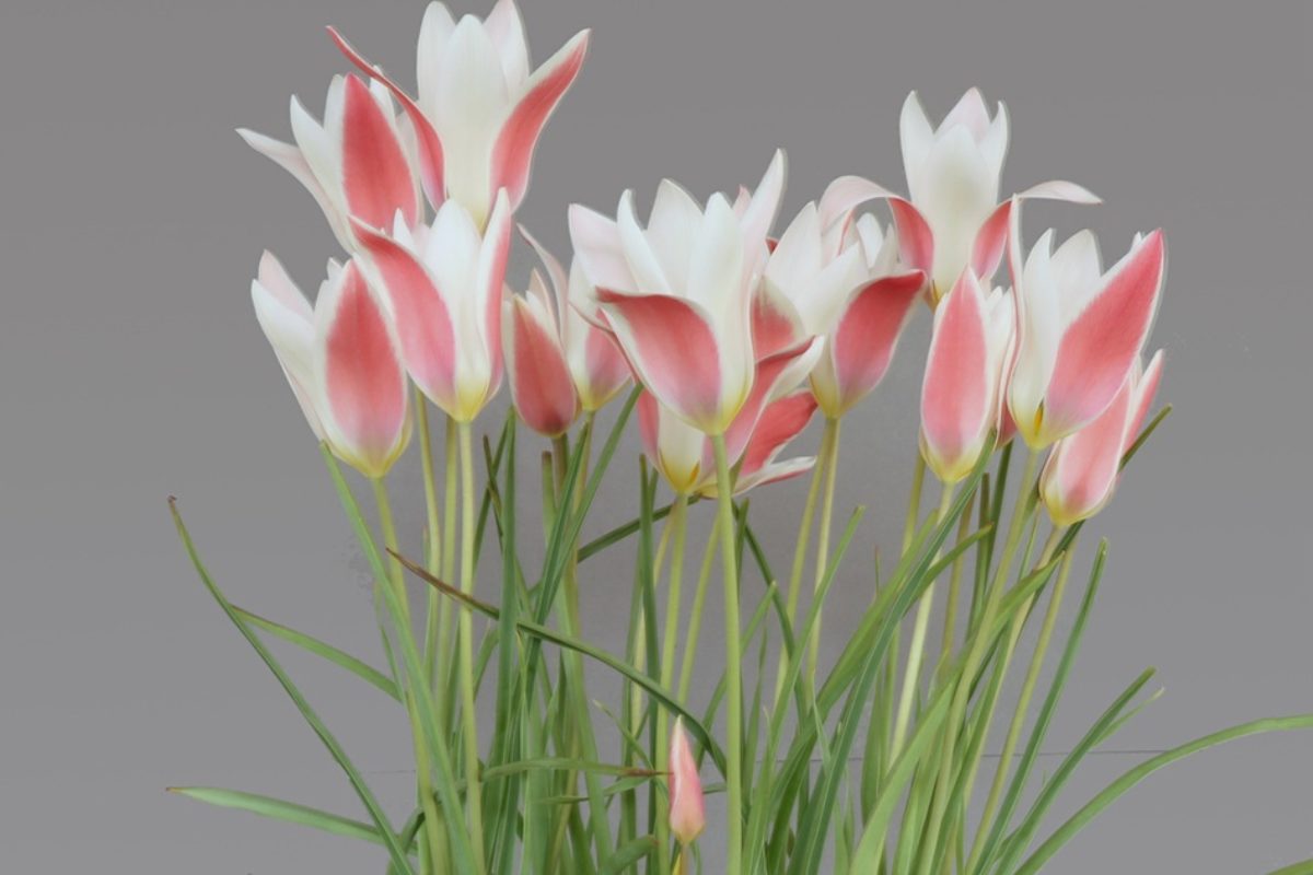 Tulipa clusiana 'Lady Jane' exhibited by Triona Corcoran
