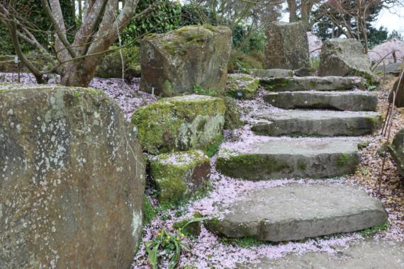 Cherry blossom on the waterfall steps