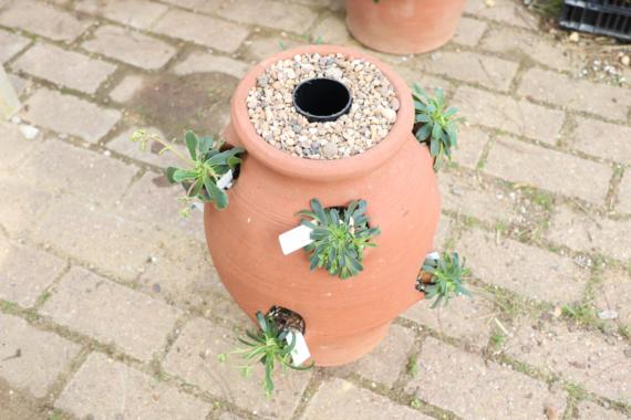 Strawberry planter with Lewisias, watering pipe exposed